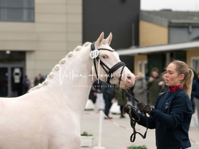 PSB Körung unsortiert 7