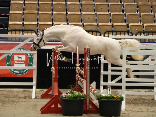 PSB Körung unsortiert 8