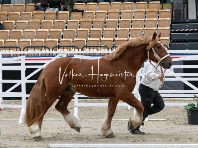 PSB Körung unsortiert 9