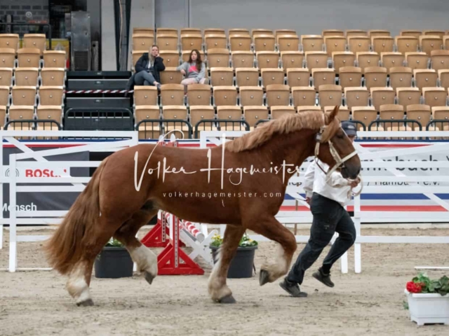 PSB Körung unsortiert 10