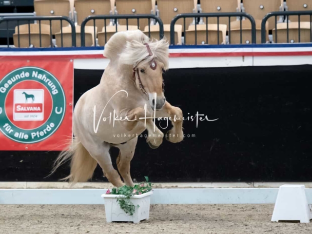 PSB Körung unsortiert 13