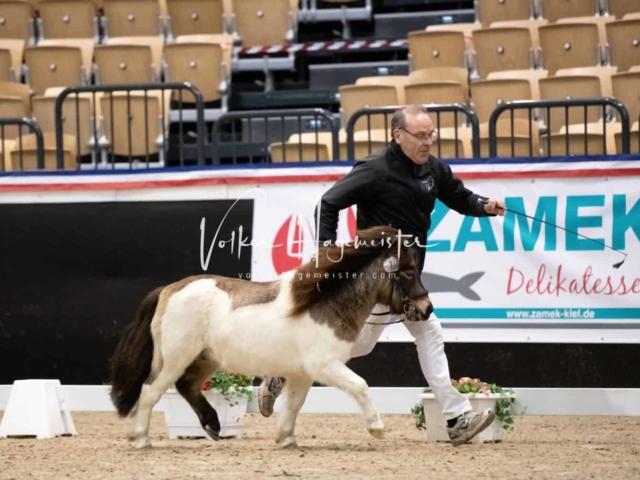 PSB Körung unsortiert 14
