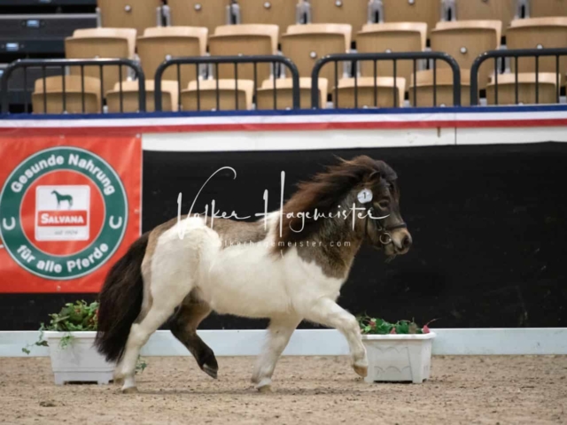 PSB Körung unsortiert 15