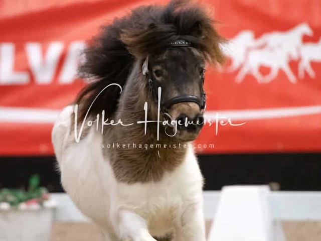 PSB Körung unsortiert 17