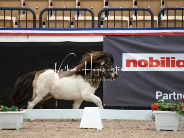 PSB Körung unsortiert 18