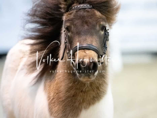 PSB Körung unsortiert 19