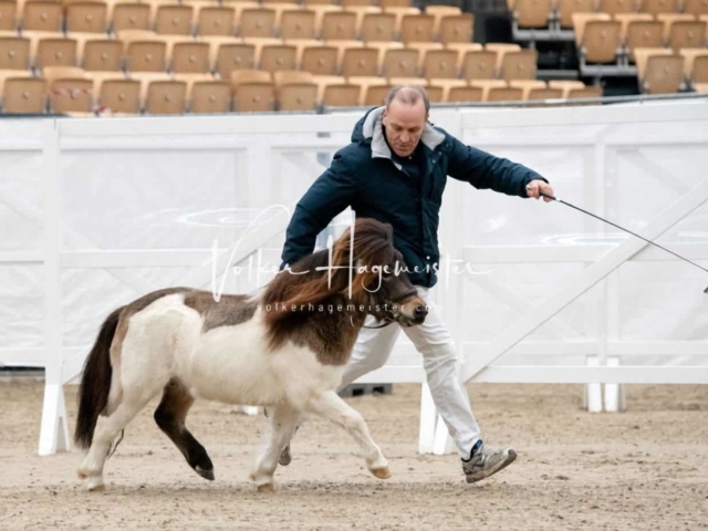 PSB Körung unsortiert 21