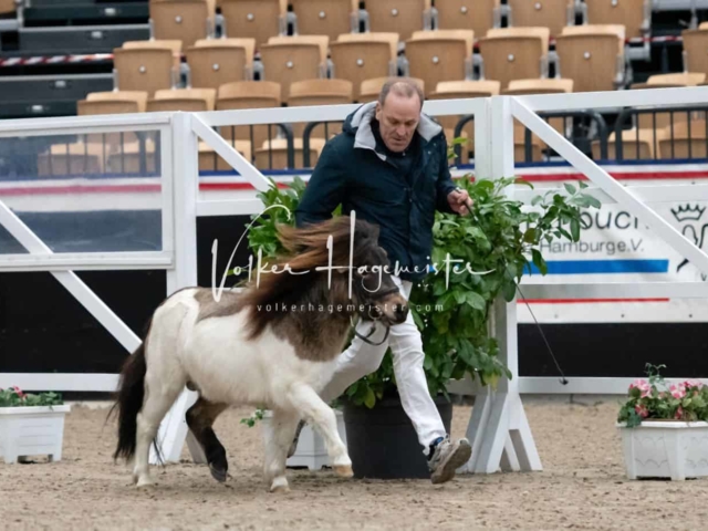 PSB Körung unsortiert 22