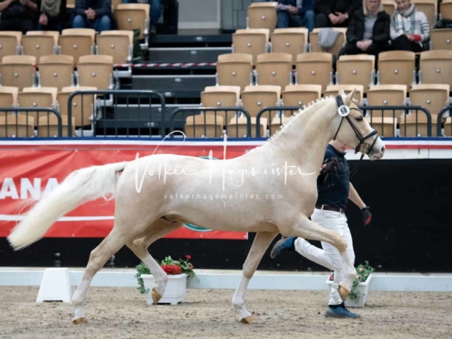 PSB Körung unsortiert 24