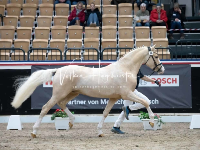 PSB Körung unsortiert 25