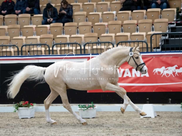PSB Körung unsortiert 26