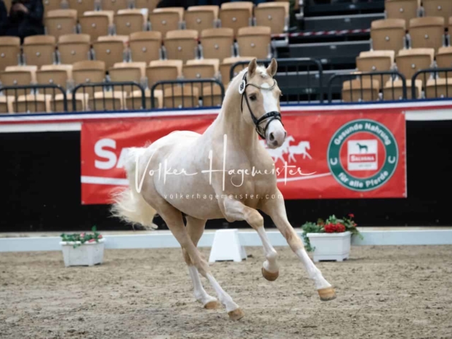 PSB Körung unsortiert 27