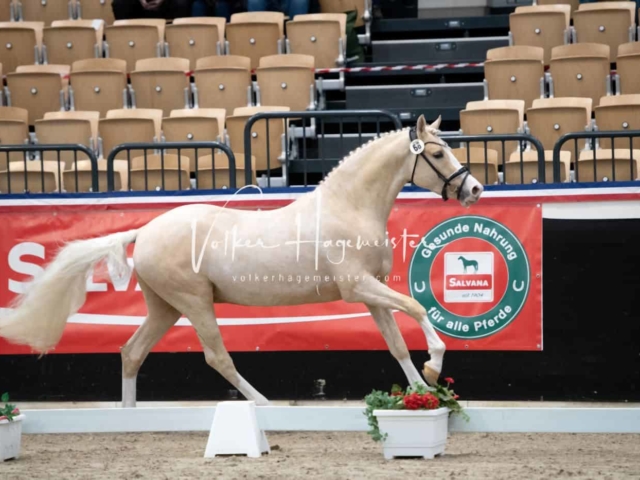 PSB Körung unsortiert 28