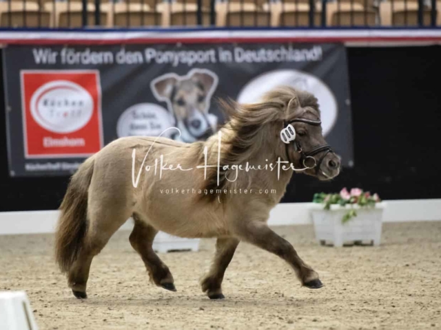 PSB Körung unsortiert 29