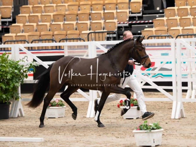 PSB Körung unsortiert 2