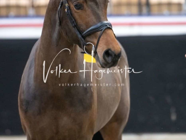 PSB Körung unsortiert 3