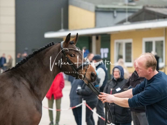 PSB Körung unsortiert 5
