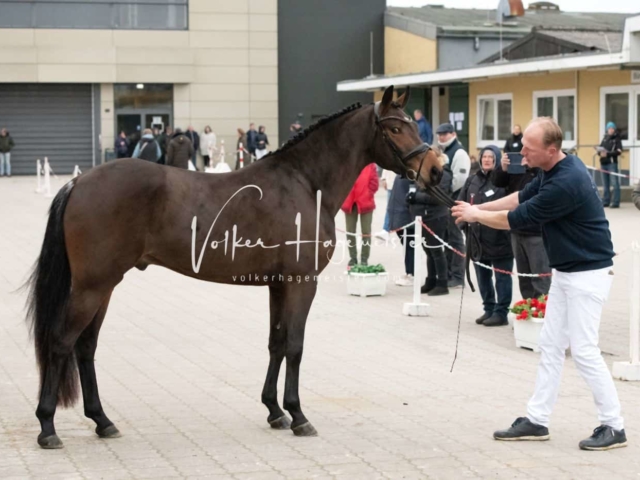PSB Körung unsortiert 7