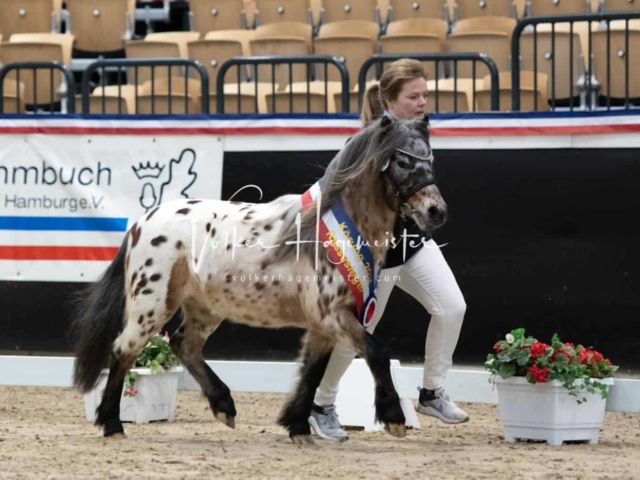 PSB Körung Sieger mehr folgt 26
