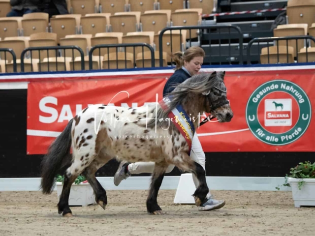 PSB Körung Sieger mehr folgt 27