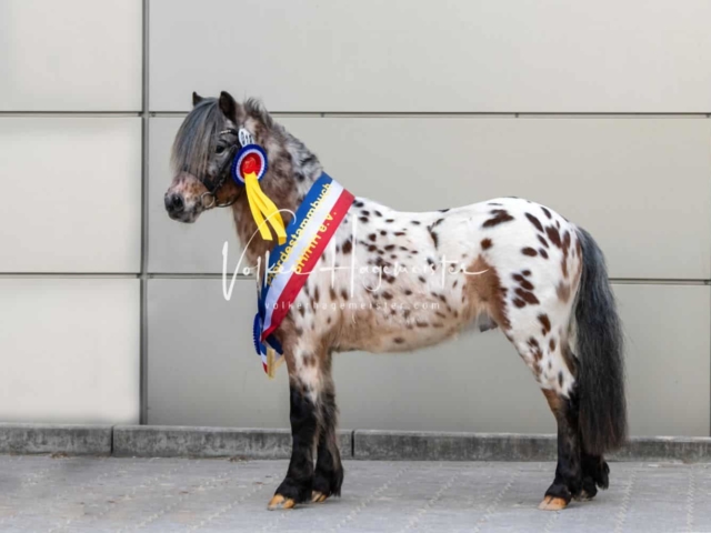 PSB Körung Sieger mehr folgt 28