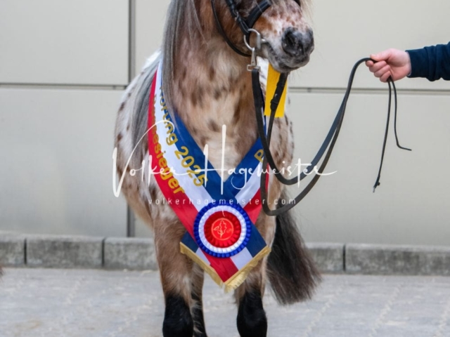 PSB Körung Sieger mehr folgt 29