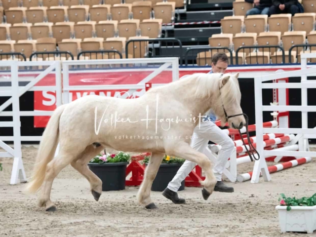PSB Körung Sieger mehr folgt 30