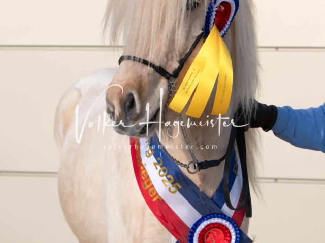 PSB Körung Sieger mehr folgt 1