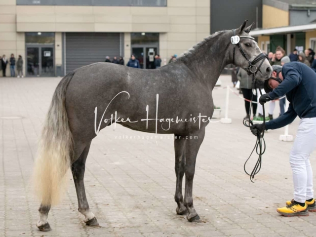 PSB Körung unsortiert 10