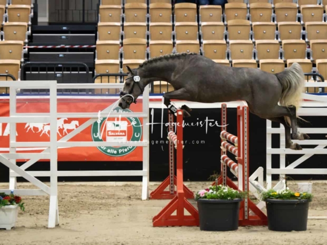 PSB Körung unsortiert 11