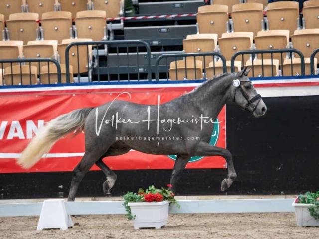 PSB Körung unsortiert 12