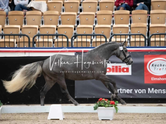 PSB Körung unsortiert 13