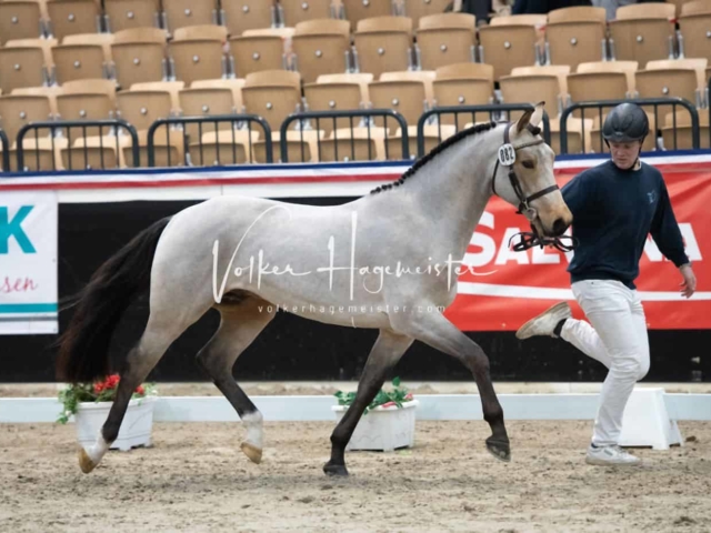 PSB Körung unsortiert 14