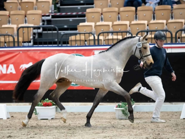 PSB Körung unsortiert 15