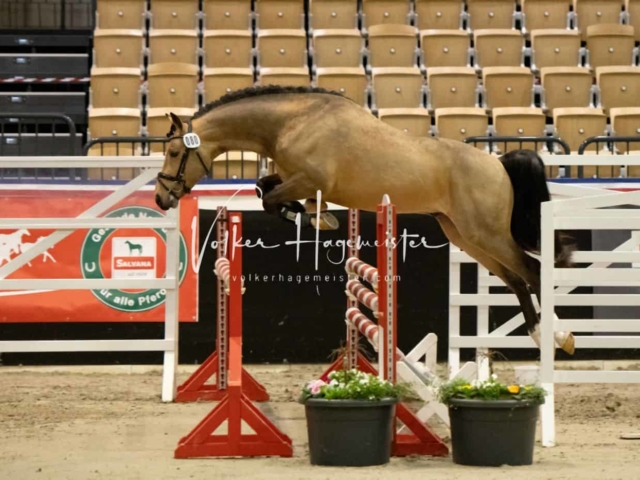 PSB Körung Sieger mehr folgt 2