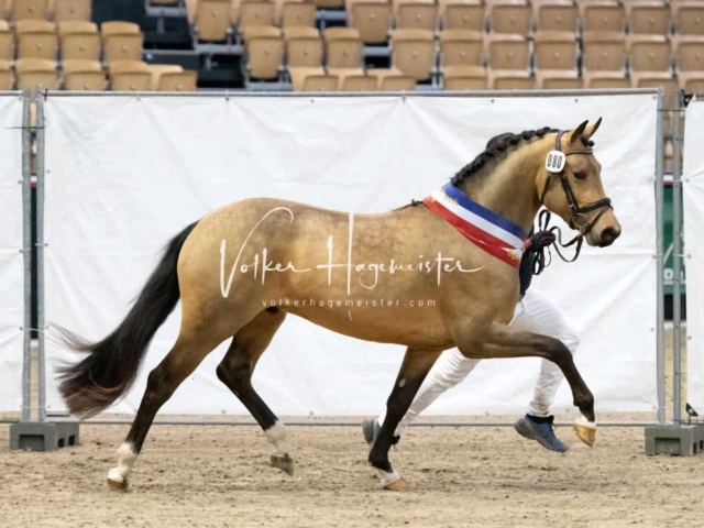 PSB Körung Sieger mehr folgt 3