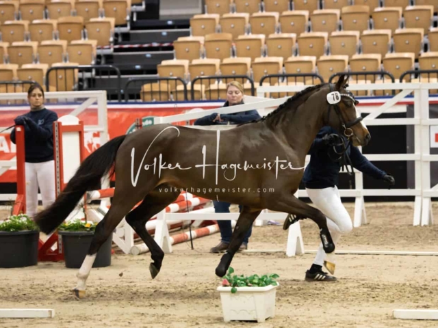 PSB Körung unsortiert 16