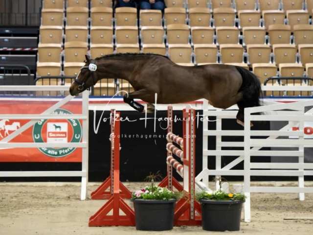 PSB Körung unsortiert 17