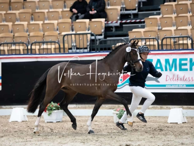 PSB Körung unsortiert 18