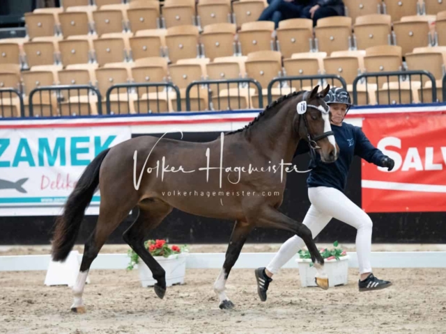 PSB Körung unsortiert 19