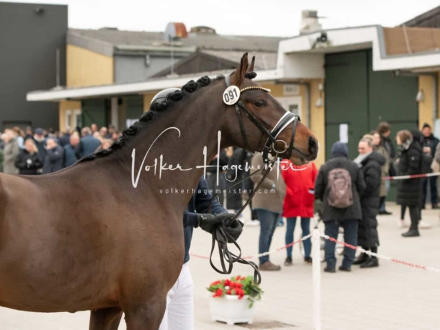 PSB Körung unsortiert 21