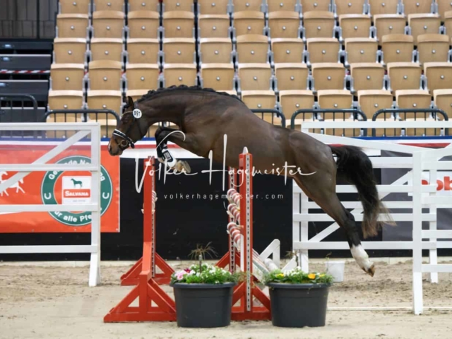 PSB Körung unsortiert 23