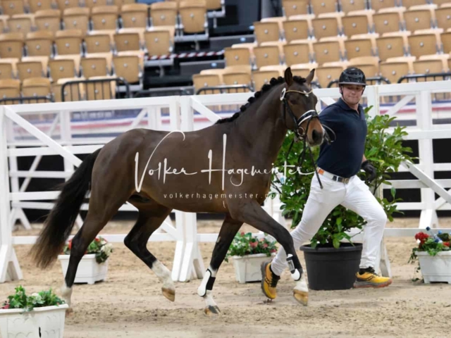 PSB Körung unsortiert 24