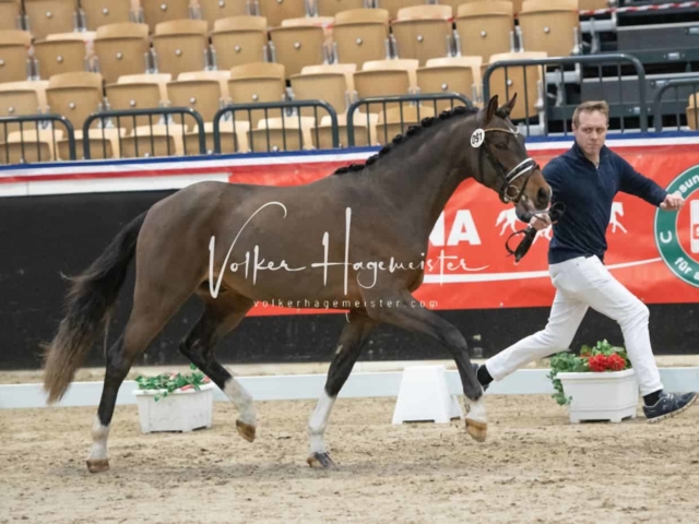 PSB Körung unsortiert 25