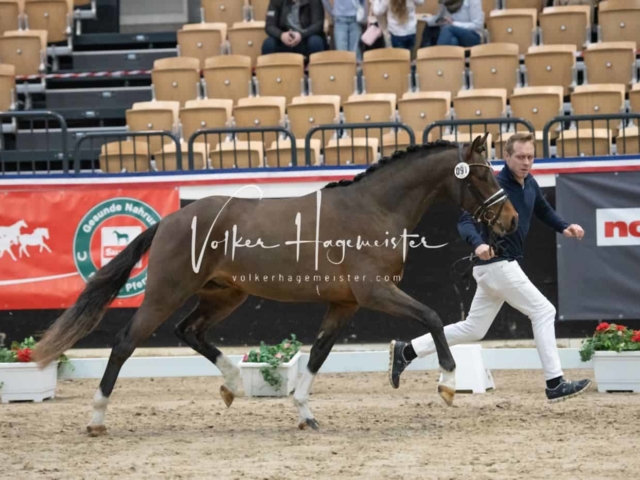 PSB Körung unsortiert 26