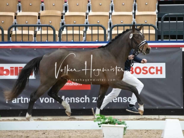 PSB Körung unsortiert 27