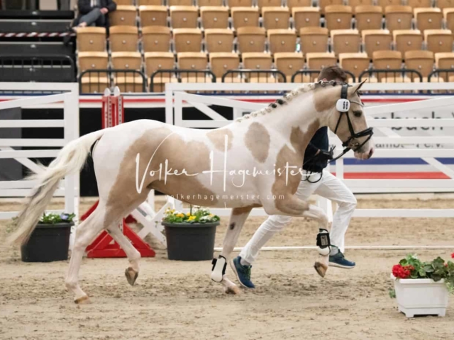 PSB Körung Sieger mehr folgt 4