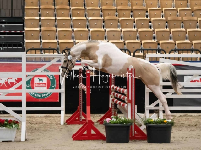 PSB Körung Sieger mehr folgt 5