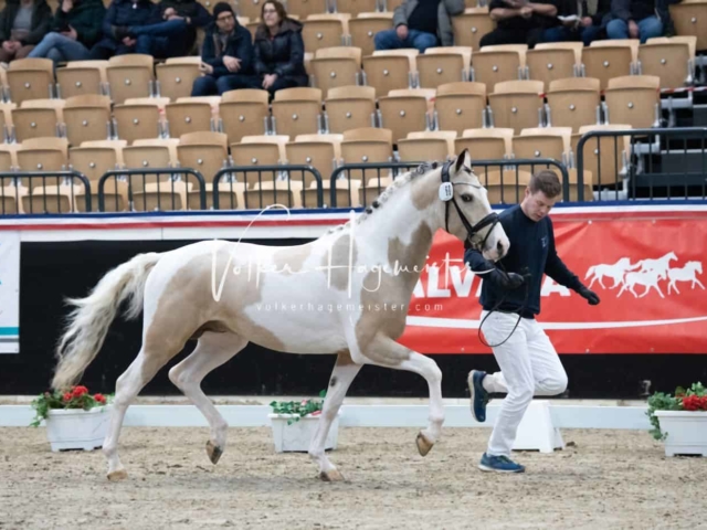 PSB Körung Sieger mehr folgt 7