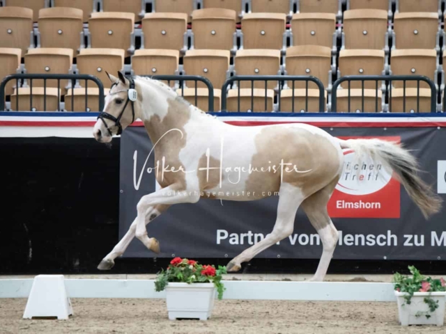PSB Körung Sieger mehr folgt 10